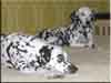 Dalmatians Rule!