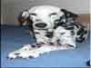 Dalmatians Rule!