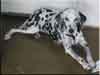 Dalmatians Rule!