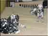 Dalmatians Rule!
