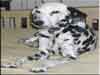 Dalmatians Rule!