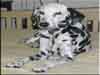 Dalmatians Rule!