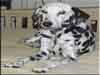 Dalmatians Rule!
