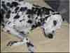 Dalmatians Rule!