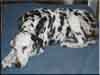 Dalmatians Rule!