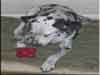 Dalmatians Rule!