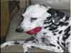 Dalmatians Rule!
