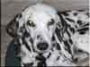 Dalmatians Rule!