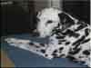 Dalmatians Rule!