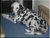 Dalmatians Rule!
