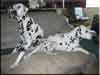 Dalmatians Rule!