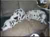 Dalmatians Rule!