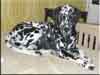 Dalmatians Rule!