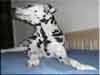 Dalmatians Rule!
