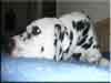Dalmatians Rule!