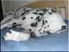 Dalmatians Rule!