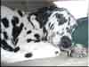Dalmatians Rule!