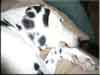 Dalmatians Rule!