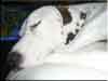Dalmatians Rule!