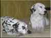 Dalmatians Rule!