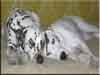 Dalmatians Rule!
