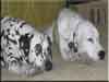 Dalmatians Rule!