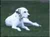 Dalmatians Rule!