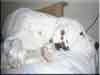 Dalmatians Rule!
