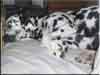 Dalmatians Rule!