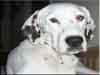 Dalmatians Rule!