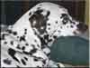 Dalmatians Rule!