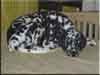 Dalmatians Rule!