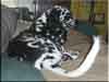 Dalmatians Rule!