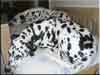 Dalmatians Rule!