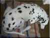 Dalmatians Rule!