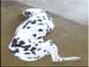 Dalmatians Rule!