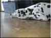 Dalmatians Rule!