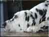 Dalmatians Rule!