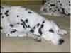 Dalmatians Rule!