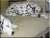 Dalmatians Rule!