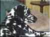 Dalmatians Rule!