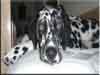 Dalmatians Rule!
