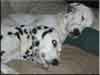 Dalmatians Rule!
