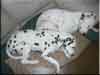 Dalmatians Rule!