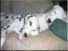 Dalmatians Rule!