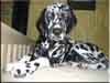 Dalmatians Rule!