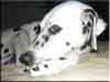Dalmatians Rule!