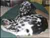 Dalmatians Rule!