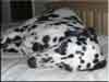 Dalmatians Rule!