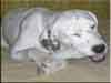 Dalmatians Rule!